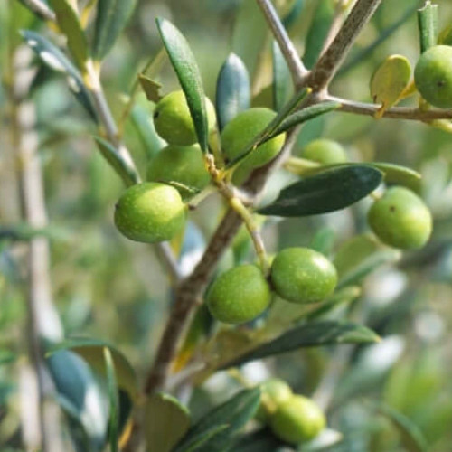 نهال زیتون درشت مقاوم