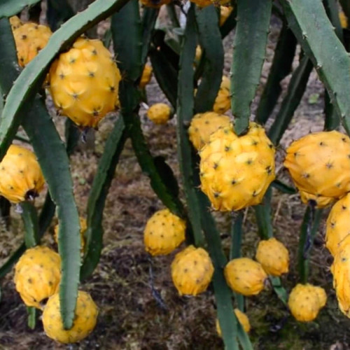 خرید نهال دراگون فروت