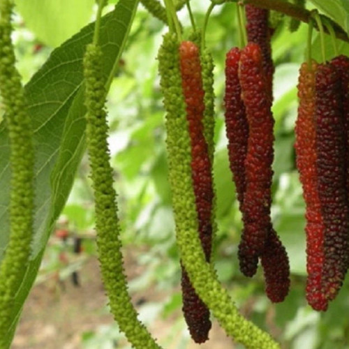 خرید نهال توت موزی هیمالیا سیاه