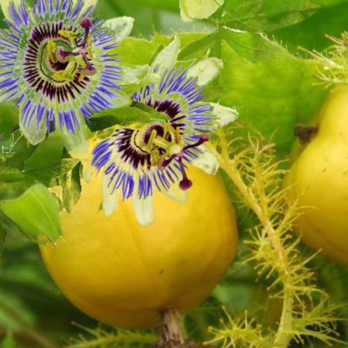Amazon passion fruit seedlings