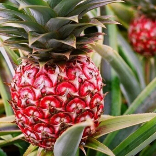 نهال آناناس