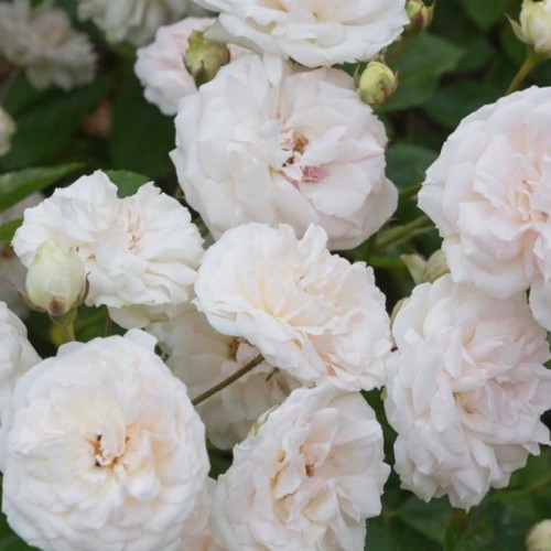 نهال رز محمدی سفید مربایی