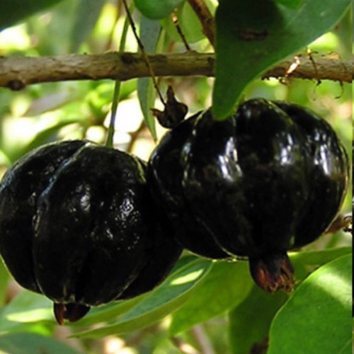Black Surinamese sapling