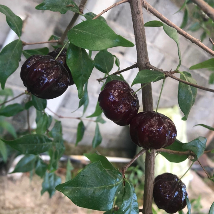 گیلا سورینام