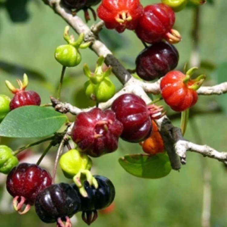 نهال سورینام سیاه خاص