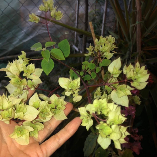 خرید نهال گل کاغذی سبز