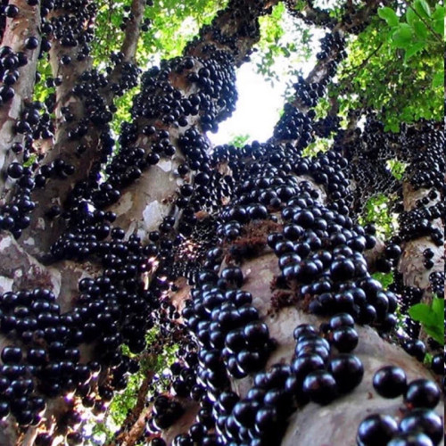 Brazilian grape tree sapling