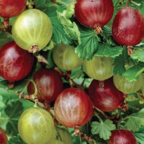 Red currant seedlings
