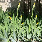 Golden iris bush
