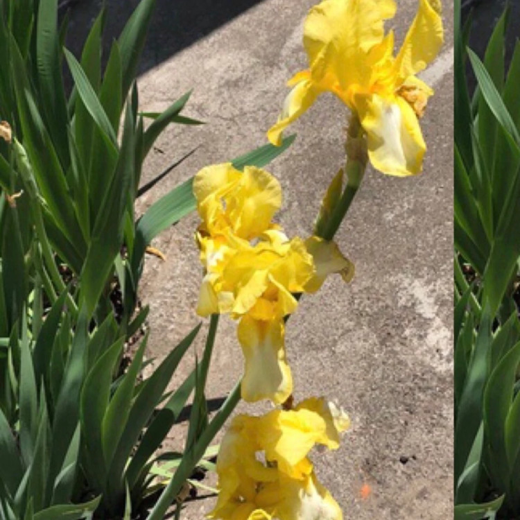 خرید نهال و گل زیبا