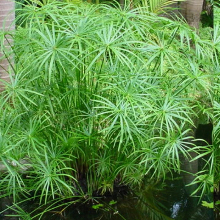 Marsh palm seedlings