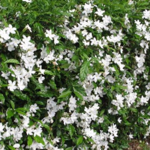 نهال سایز بزرگ