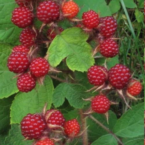 نهال واین بری بزرگ