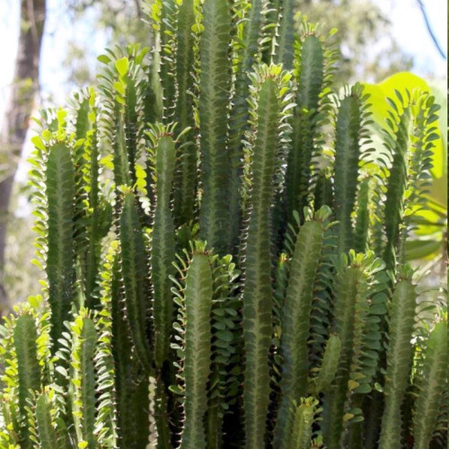 نهال گلدانی بزرگ و زیبا