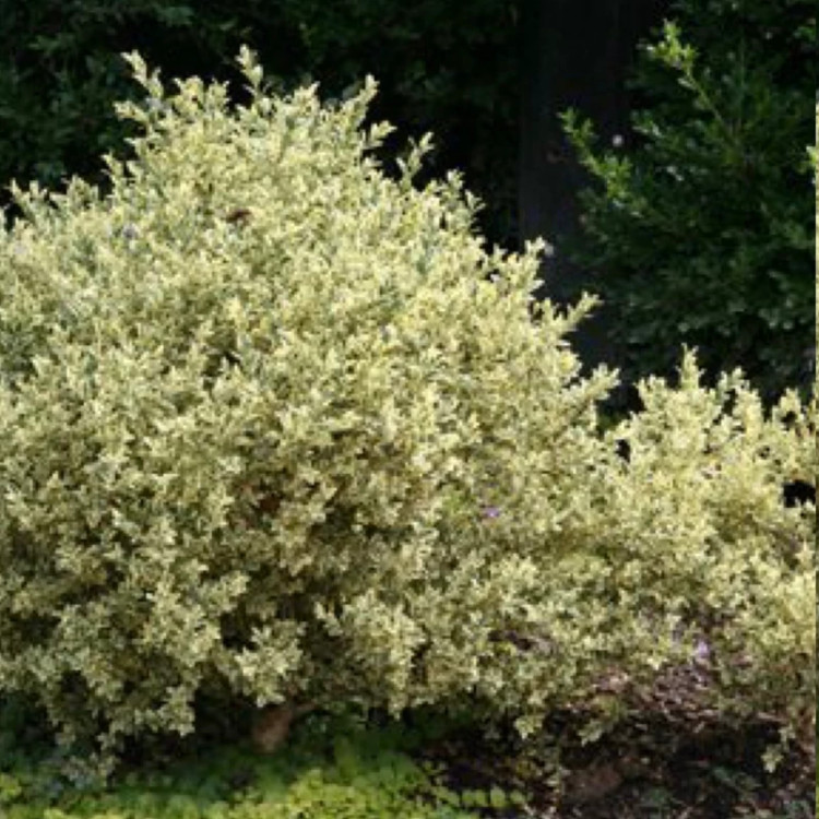 Japonica boxwood seedlings