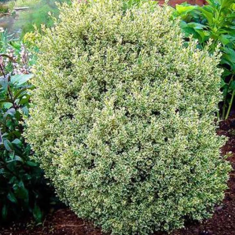 نهال شمشاد ژاپونیکا بزرگ و زیبا