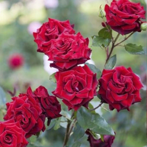 گل زیبا و خوشگل رز قرمز