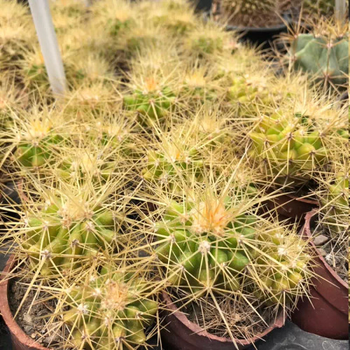 Long-haired Achino sapling