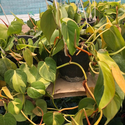 گل پتوس سفید