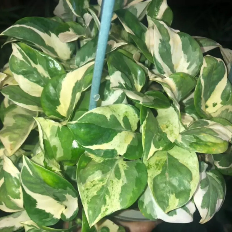 خرید نهال زیبا و شاداب