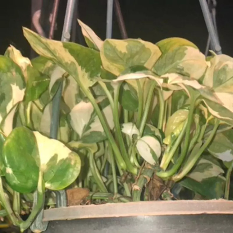 Military Pothos seedlings