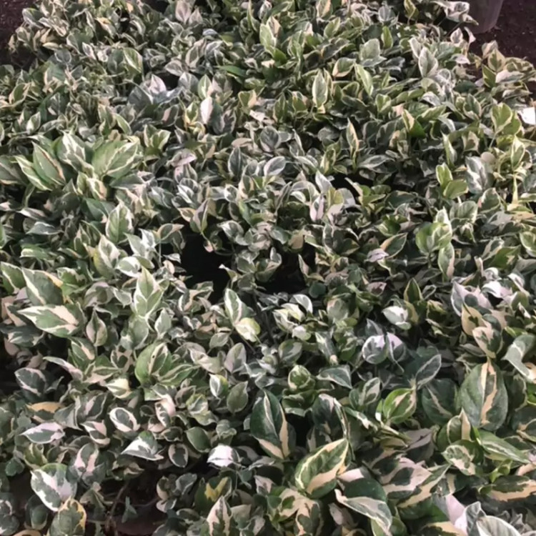 خرید گل زیبا