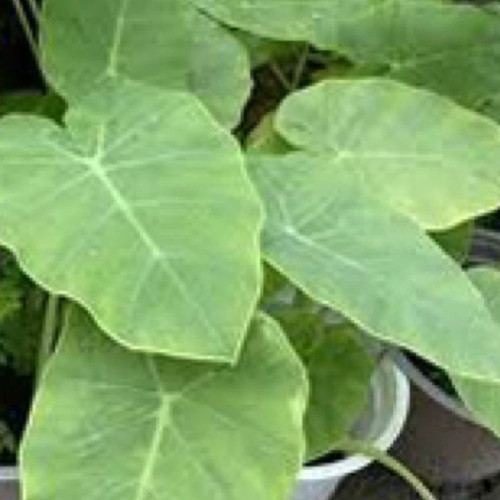 خرید نهال زیبا