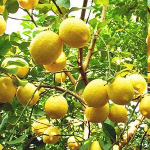 خرید مرکبات بزرگ