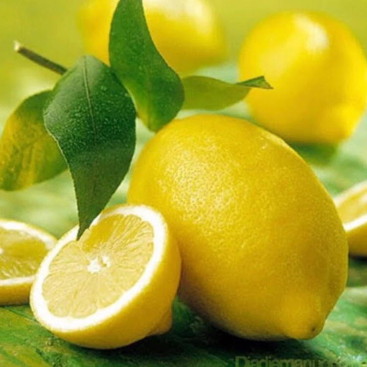 نهال گلدانی شاداب