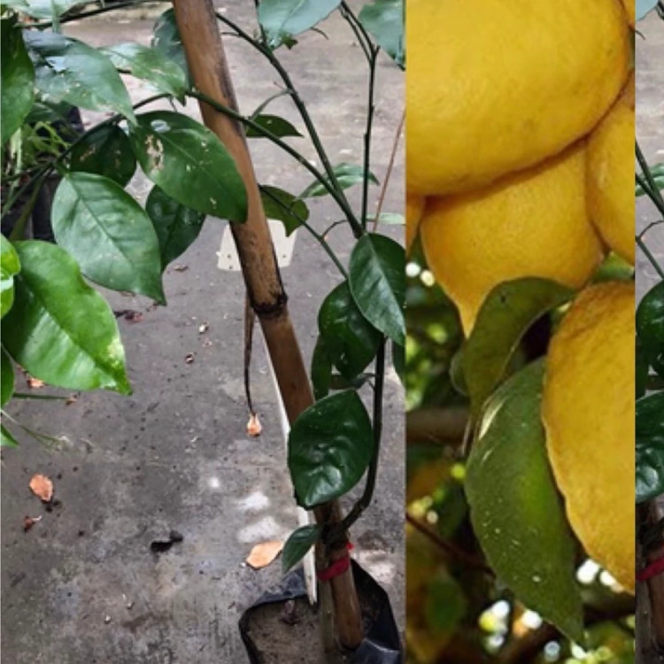 نهال های بزرگ.