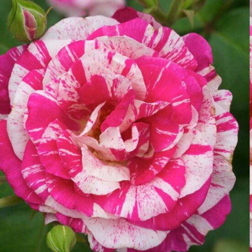 نهال رز چیتی بزرگ