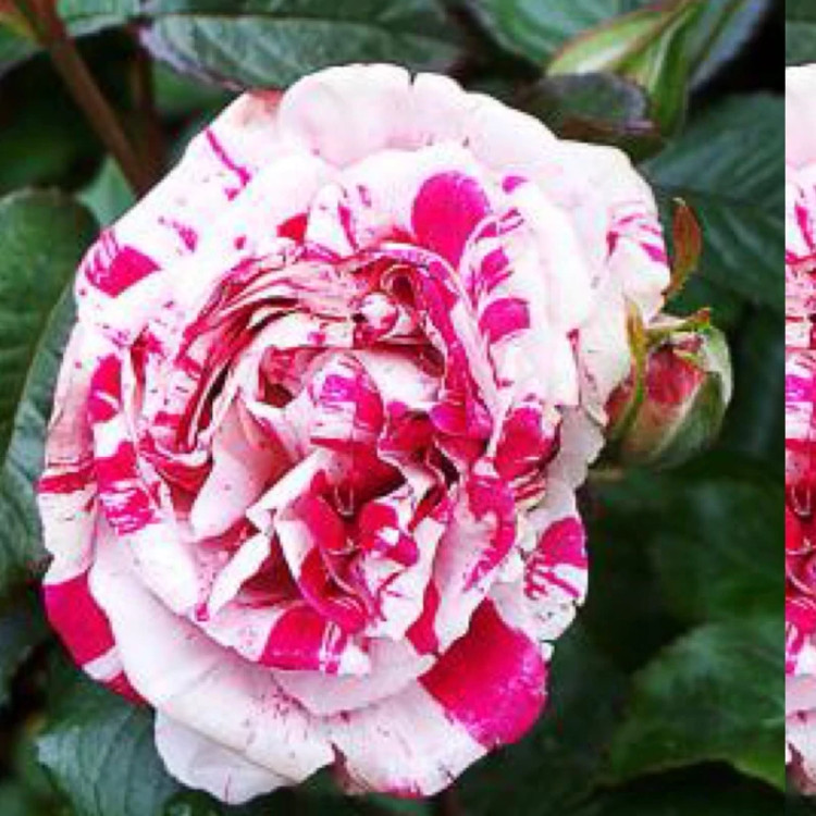 خرید گل زیبا