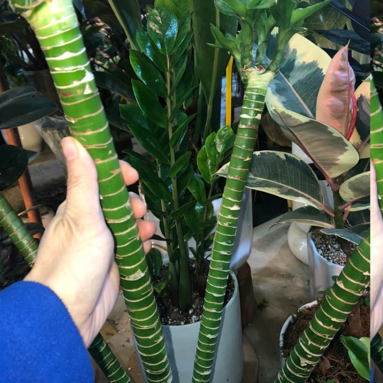 خرید بامبو سایز بزرگ