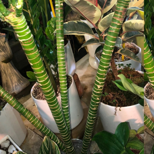 Indonesian bamboo bush