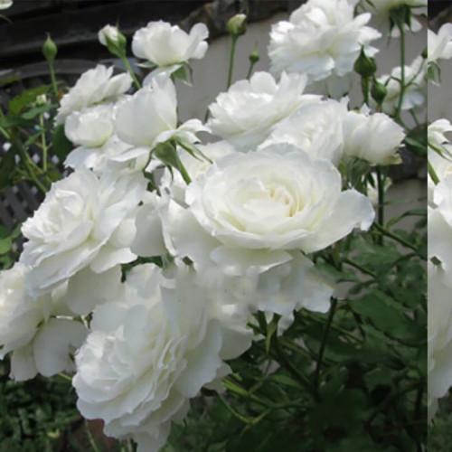 Bright rose seedlings