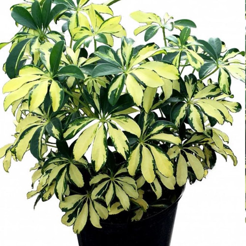 Schefflera seedlings