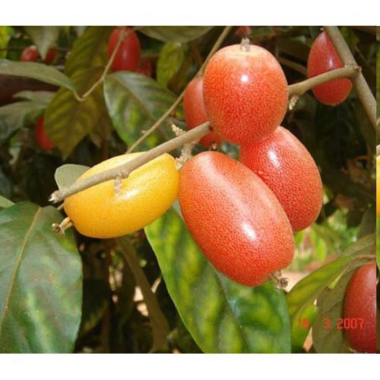 سنجد وارداتی