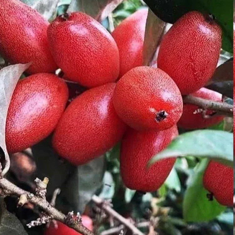 نهال سنجد ژاپنی