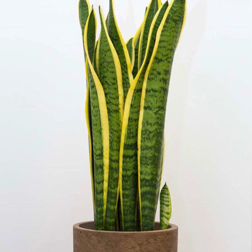 گل سانسوریا لبه زرد