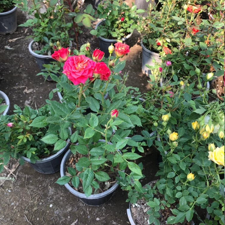 نهال رز مینیاتوری