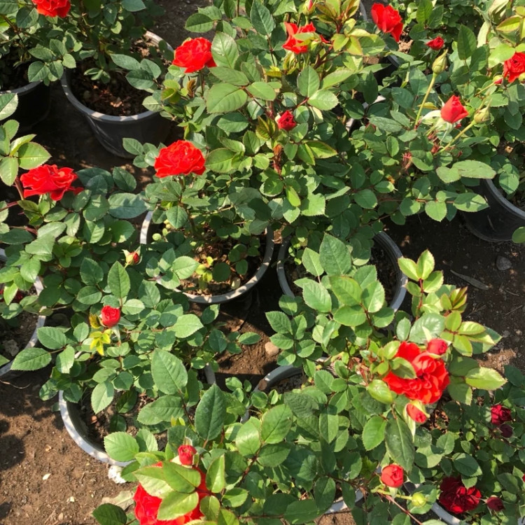 رز مینیاتوری گلدانی