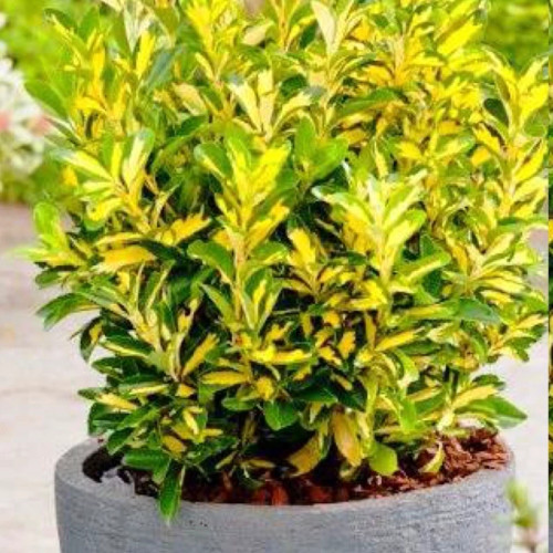 نهال شمشاد طلایی