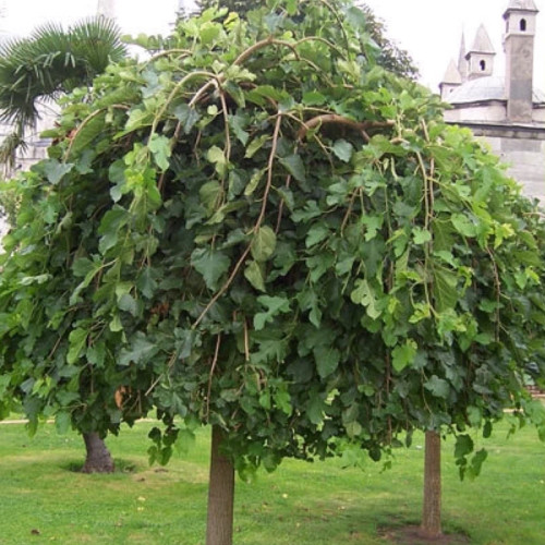 نهال توت مجنون