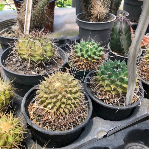 کاکتوس ژمینو سبز