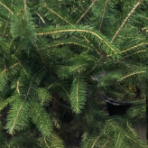 کاج چند ساله