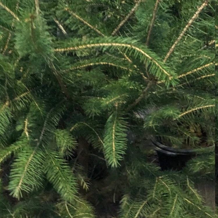 کاج چند ساله