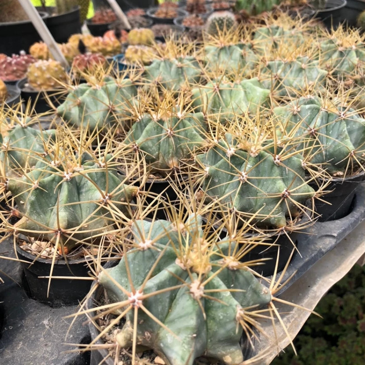 کاکتوس ژمینو