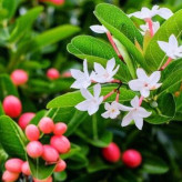 نهال آلو زودگل