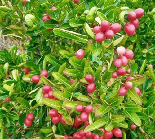 نهال آلو گرمسیری