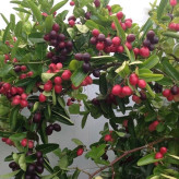 نهال آلو مقاوم